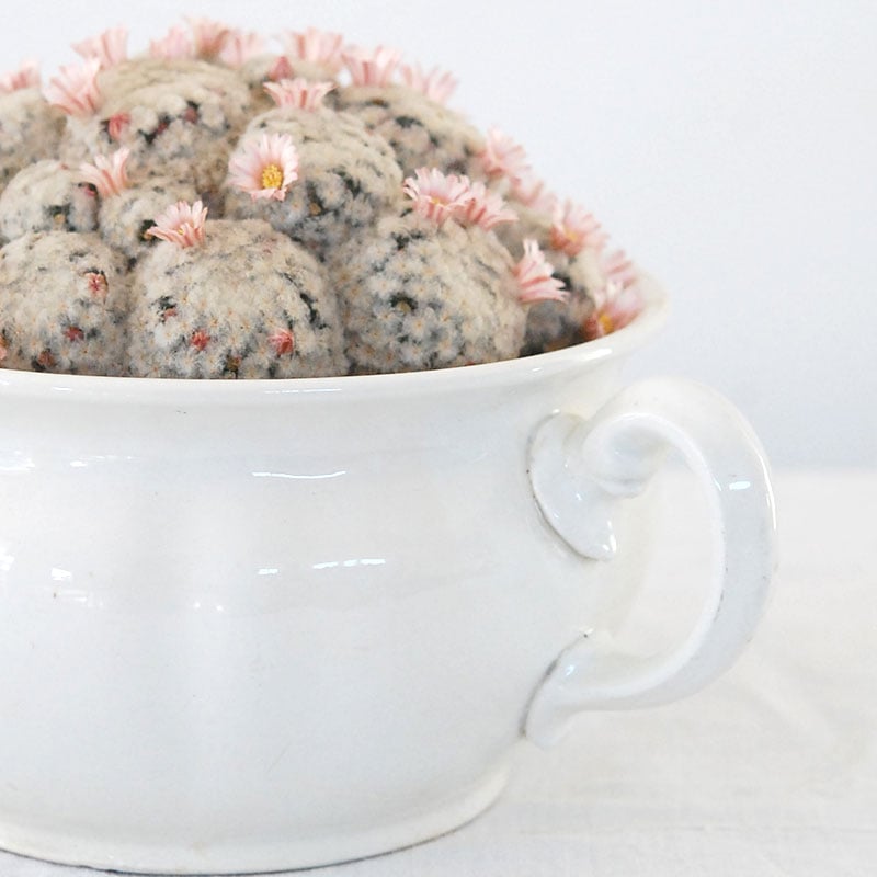 Mammillaria 白星(ピンク花) x antique pot 521