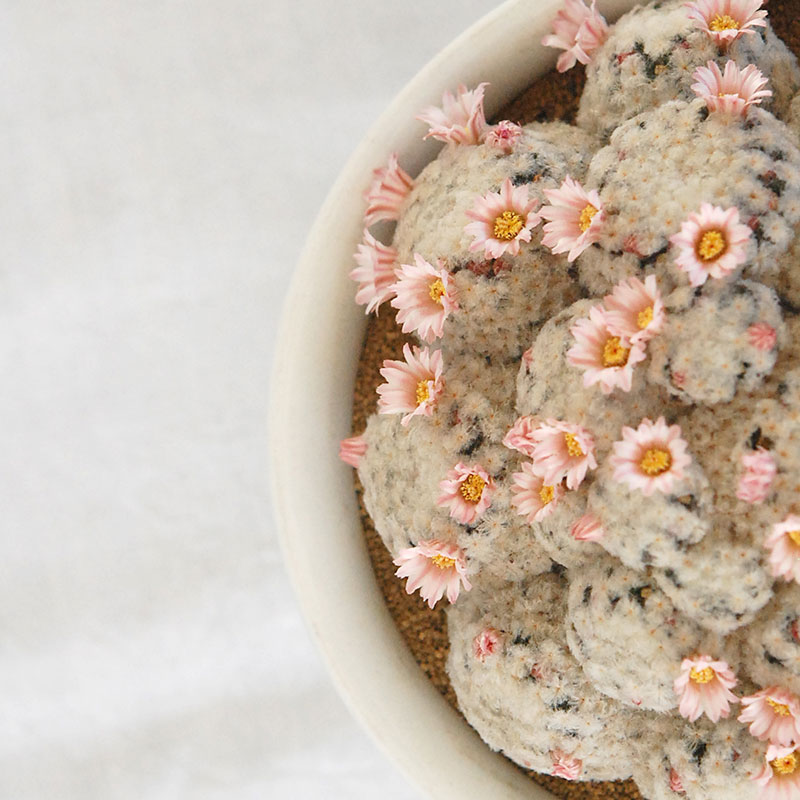 Mammillaria 白星(ピンク花) x antique pot 521