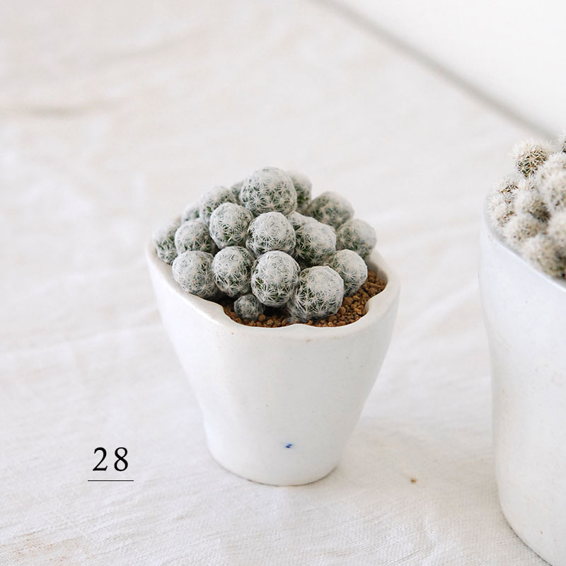 28-29:cactus x antique ゼリー型 | 多肉植物の専門店 solxsol