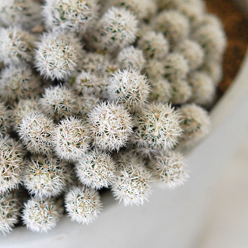 28-29:cactus x antique ゼリー型 | 多肉植物の専門店 solxsol