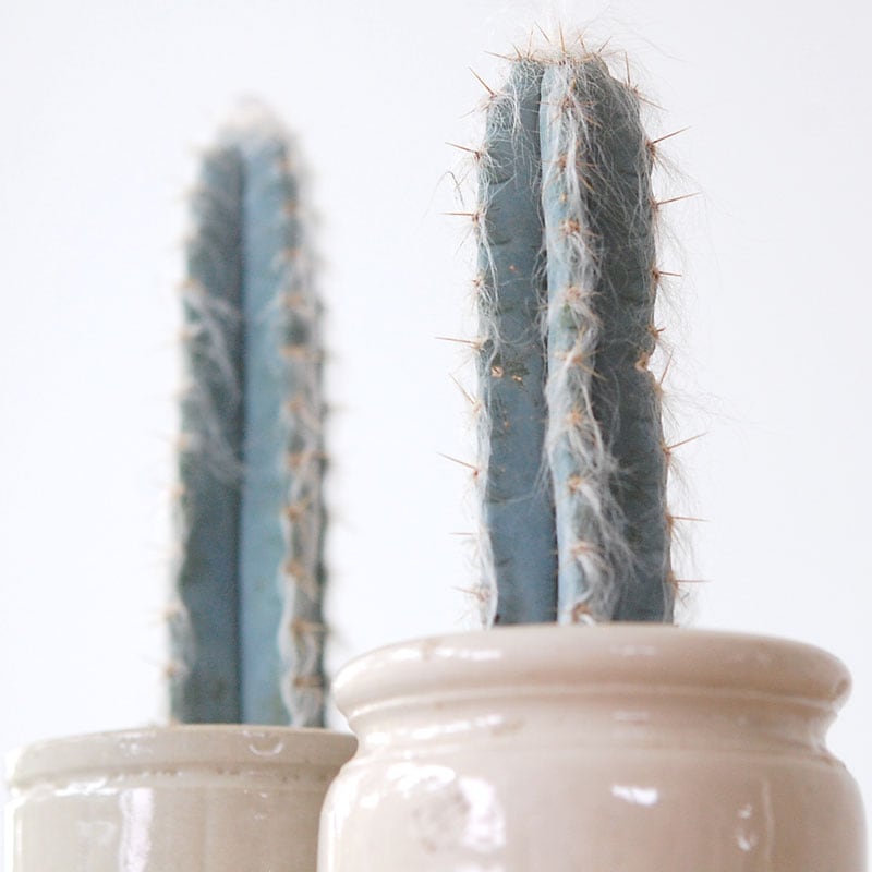 Pilosocereus 春衣 x antique イギリスジャー
