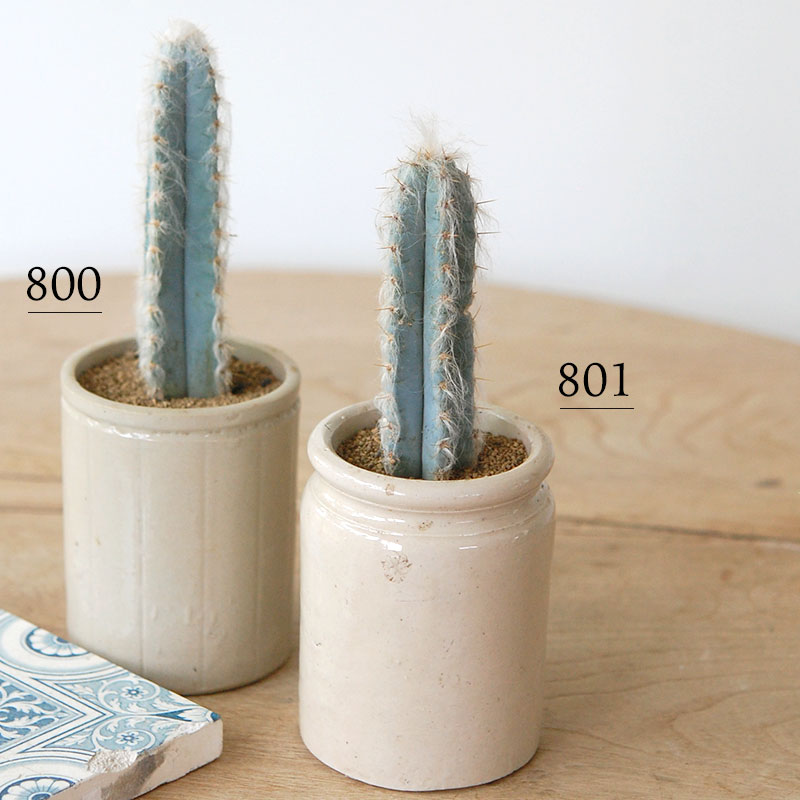 Pilosocereus 春衣 x antique イギリスジャー