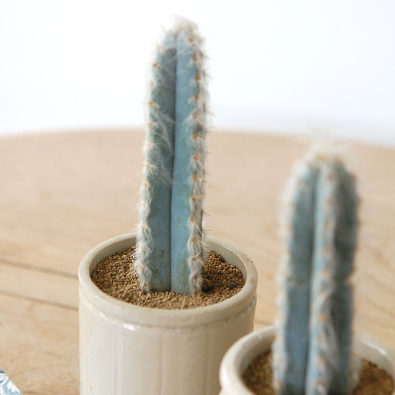 Pilosocereus 春衣 x antique イギリスジャー