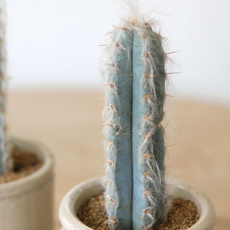 Pilosocereus 春衣 x antique イギリスジャー