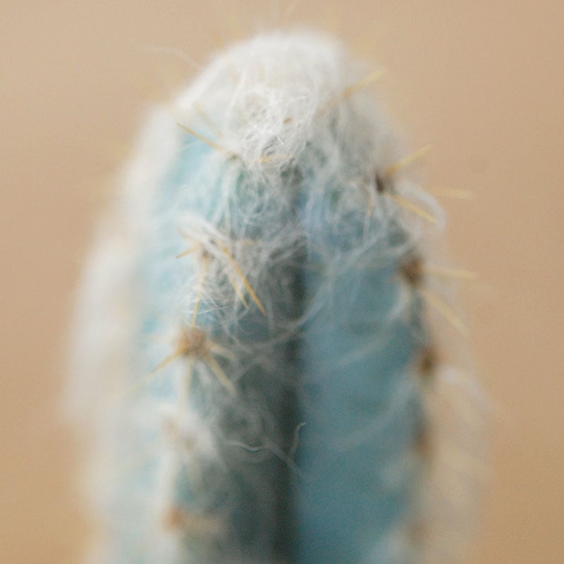 Pilosocereus 春衣 x antique イギリスジャー