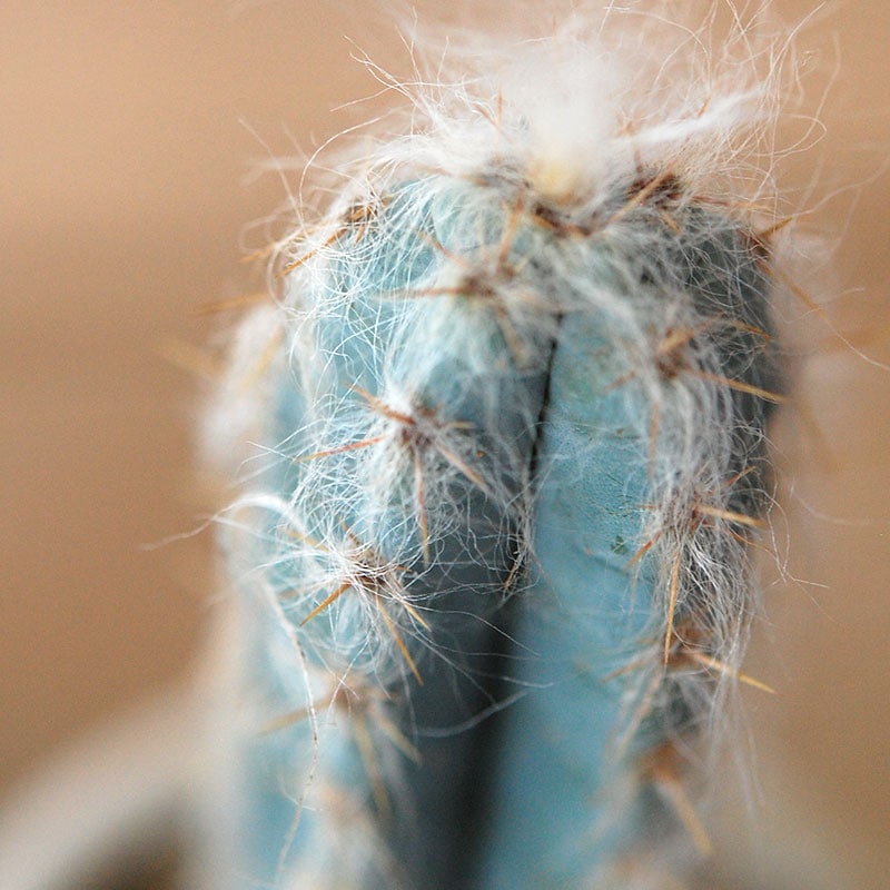 Pilosocereus 春衣 x antique イギリスジャー