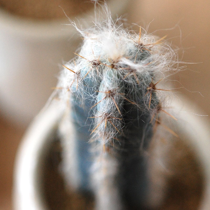 Pilosocereus 春衣 x antique イギリスジャー