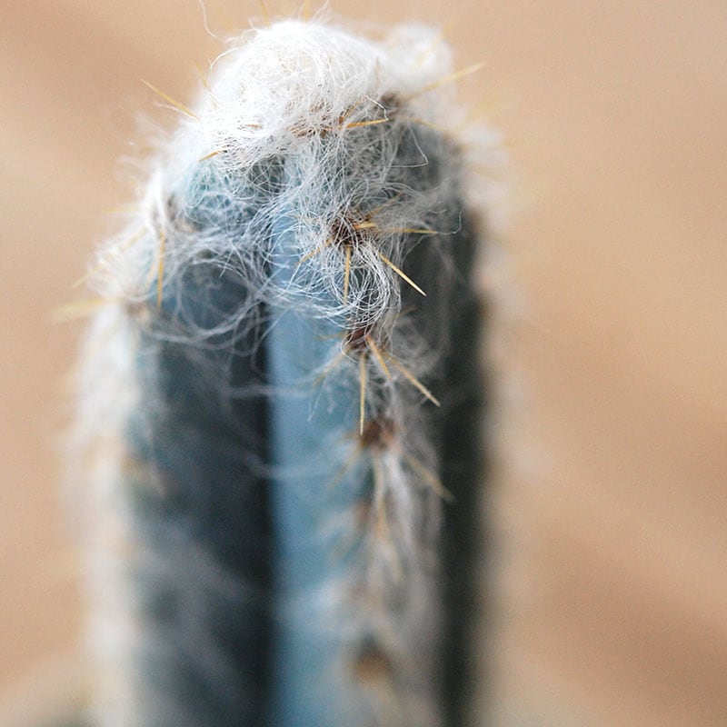 Pilosocereus 春衣 x antique イギリスジャー