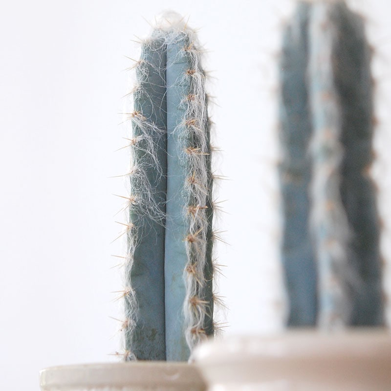 Pilosocereus 春衣 x antique イギリスジャー
