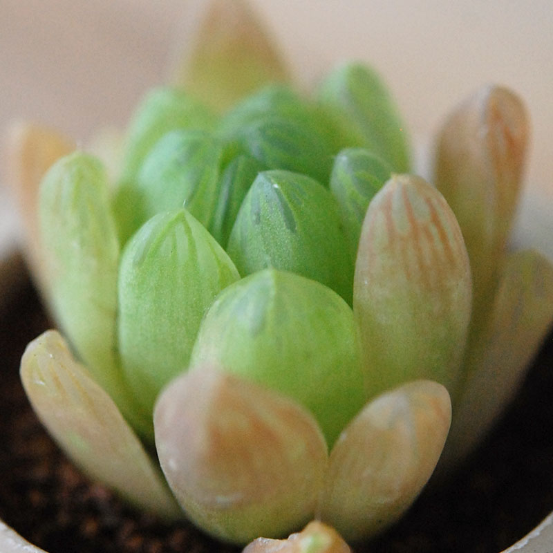Haworthia 大粒オブツーサ x antique イギリスジャー
