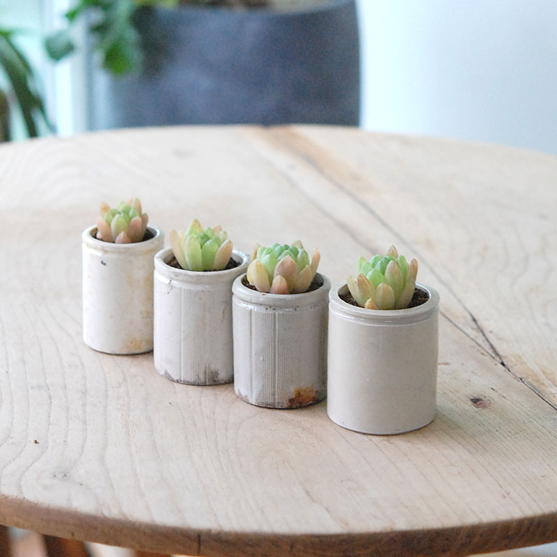 Haworthia 大粒オブツーサ x antique イギリスジャー