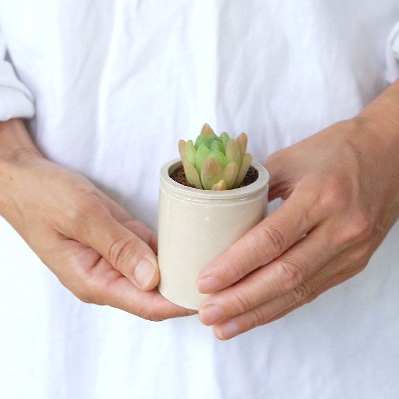 Haworthia 大粒オブツーサ x antique イギリスジャー