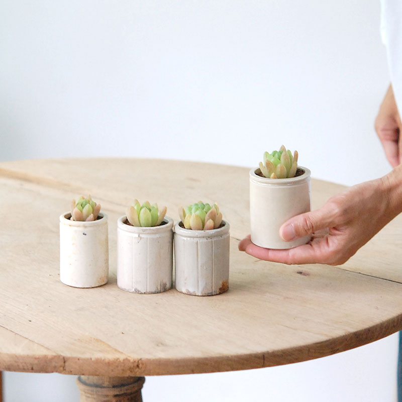 Haworthia 大粒オブツーサ x antique イギリスジャー