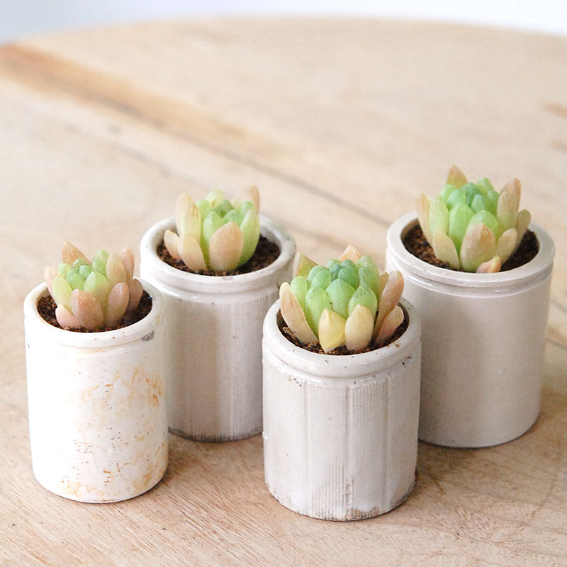 Haworthia 大粒オブツーサ x antique イギリスジャー