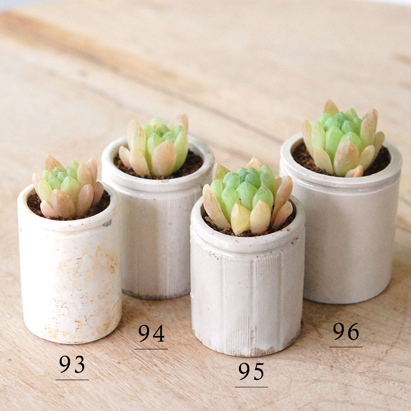 Haworthia 大粒オブツーサ x antique イギリスジャー