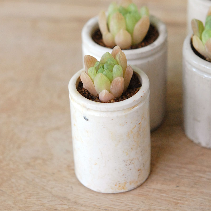 Haworthia 大粒オブツーサ x antique イギリスジャー