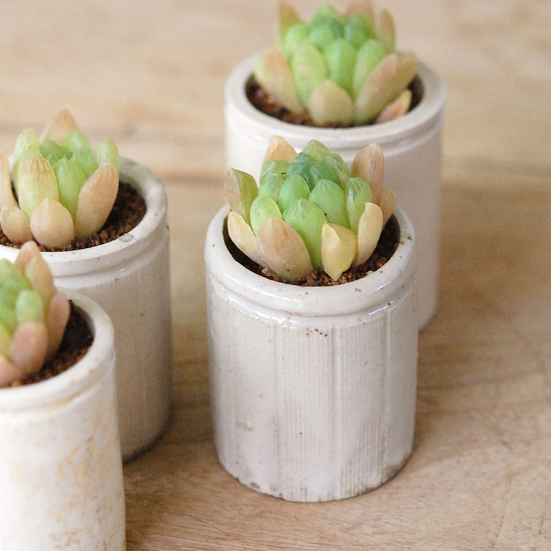 Haworthia 大粒オブツーサ x antique イギリスジャー