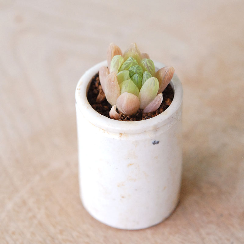 Haworthia 大粒オブツーサ x antique イギリスジャー