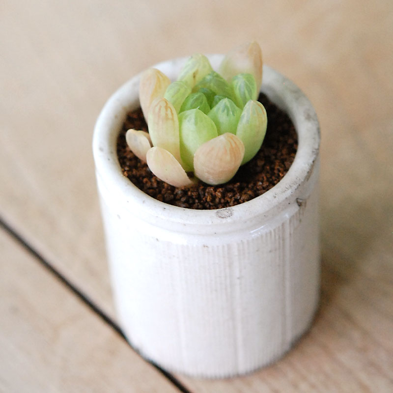 Haworthia 大粒オブツーサ x antique イギリスジャー