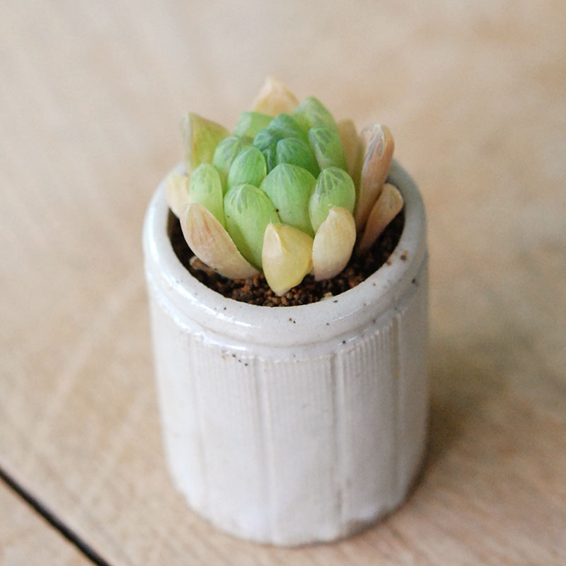 Haworthia 大粒オブツーサ x antique イギリスジャー
