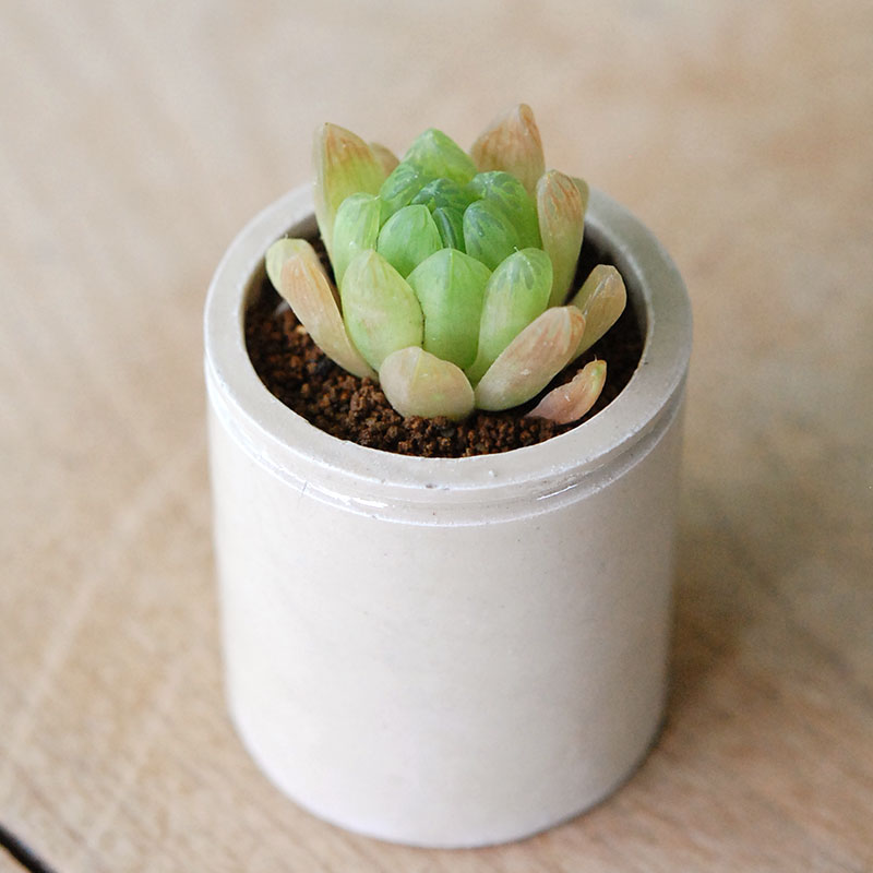 Haworthia 大粒オブツーサ x antique イギリスジャー