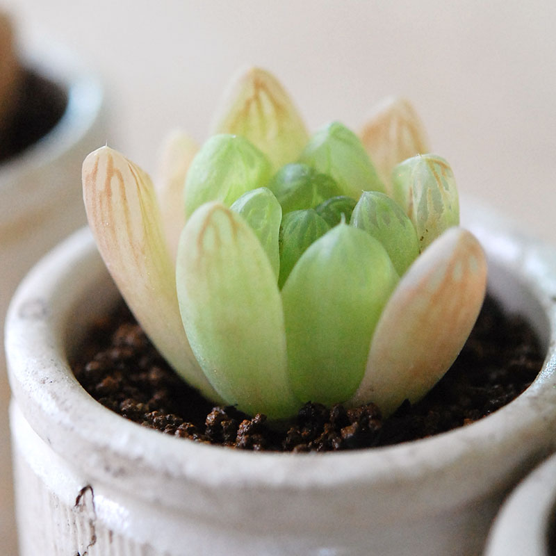 Haworthia 大粒オブツーサ x antique イギリスジャー
