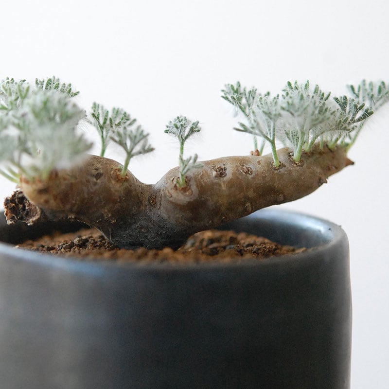 Monsonia peniculina x atelier Bulb 原田 敬子さんの器