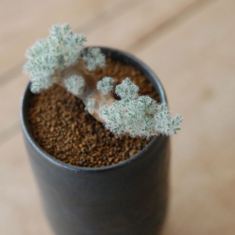 Monsonia peniculina x atelier Bulb 原田 敬子さんの器