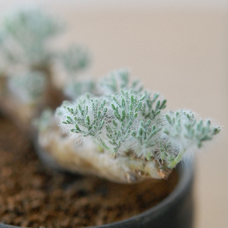 Monsonia peniculina x atelier Bulb 原田 敬子さんの器