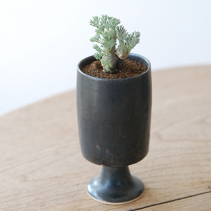Monsonia peniculina x atelier Bulb 原田 敬子さんの器