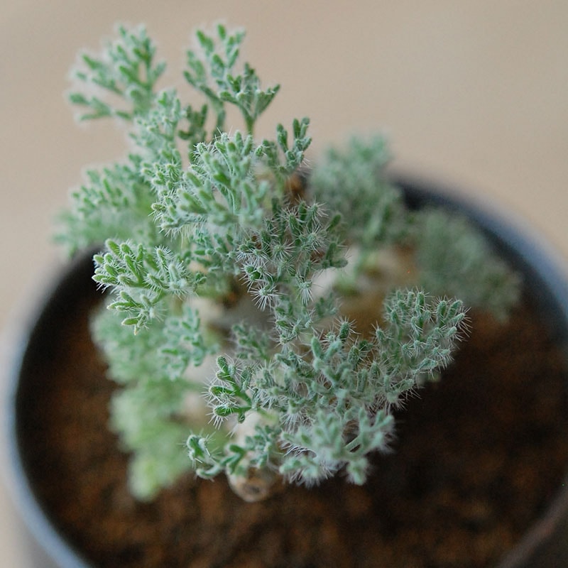 Monsonia peniculina x atelier Bulb 原田 敬子さんの器