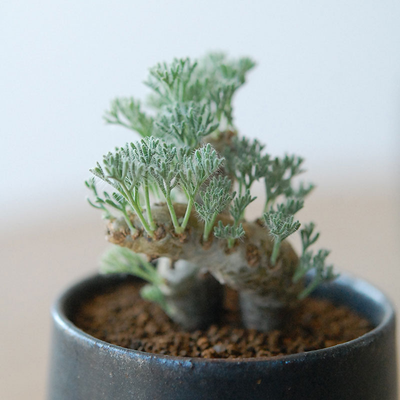 Monsonia peniculina x atelier Bulb 原田 敬子さんの器