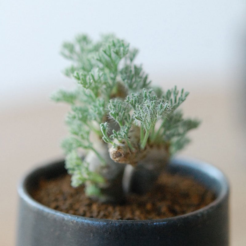 Monsonia peniculina x atelier Bulb 原田 敬子さんの器