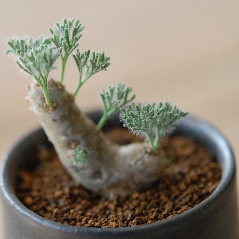 Monsonia peniculina x atelier Bulb 原田 敬子さんの器