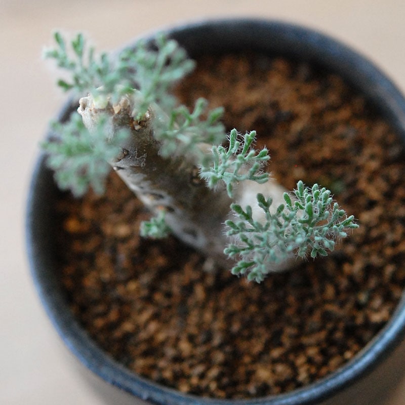 Monsonia peniculina x atelier Bulb 原田 敬子さんの器
