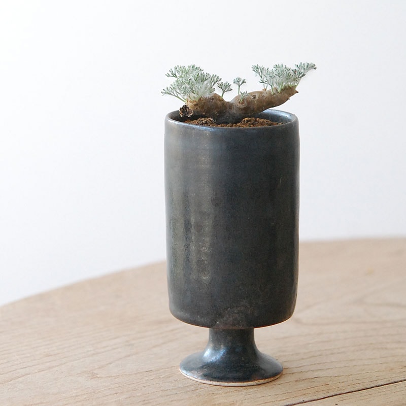 Monsonia peniculina x atelier Bulb 原田 敬子さんの器