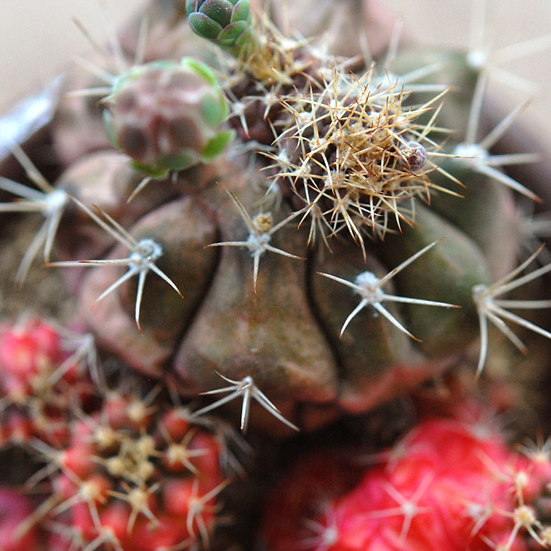 cactus x antique イギリスジャー