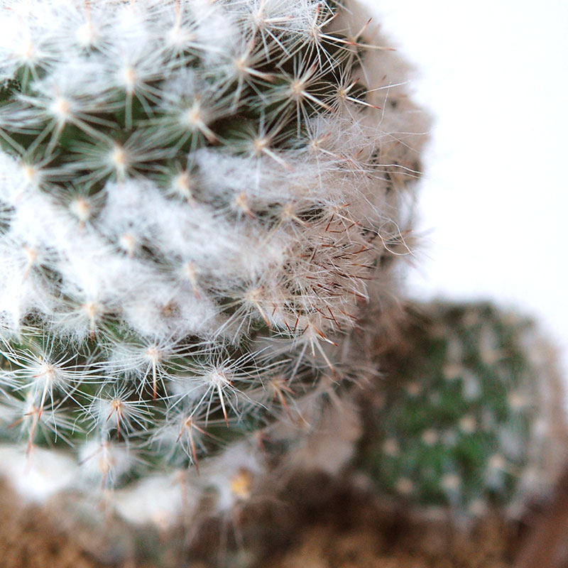cactus x antique イギリスジャー