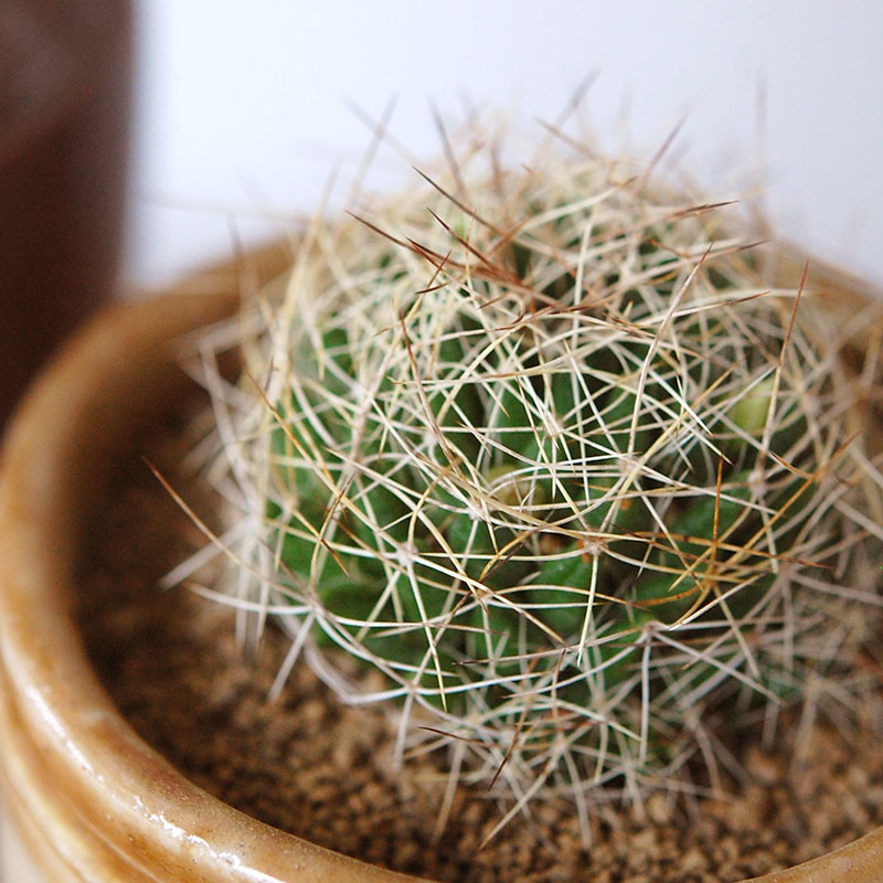 cactus x antique イギリスジャー