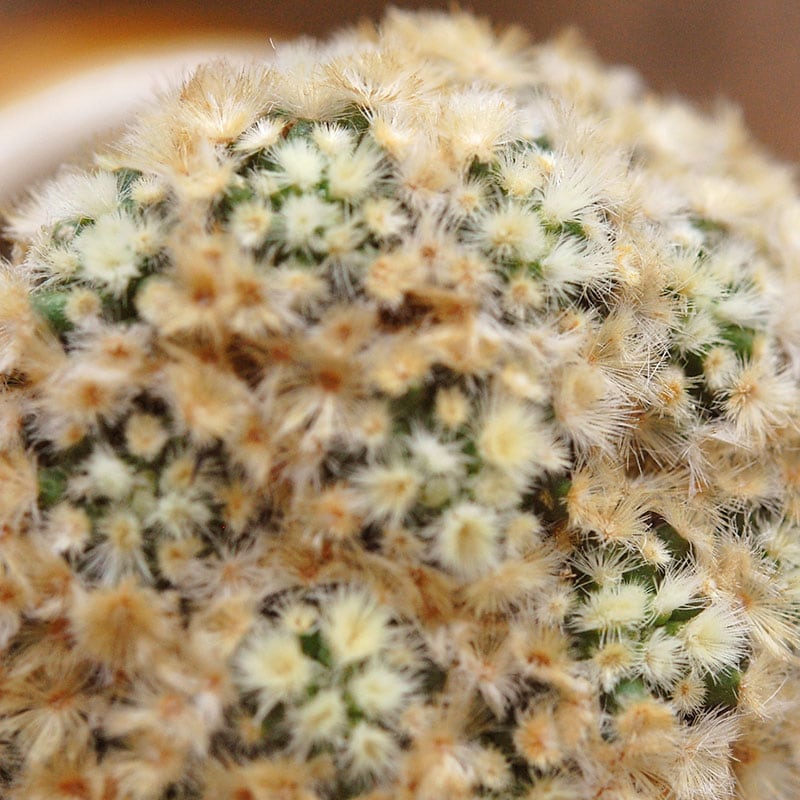 cactus x antique イギリスジャー