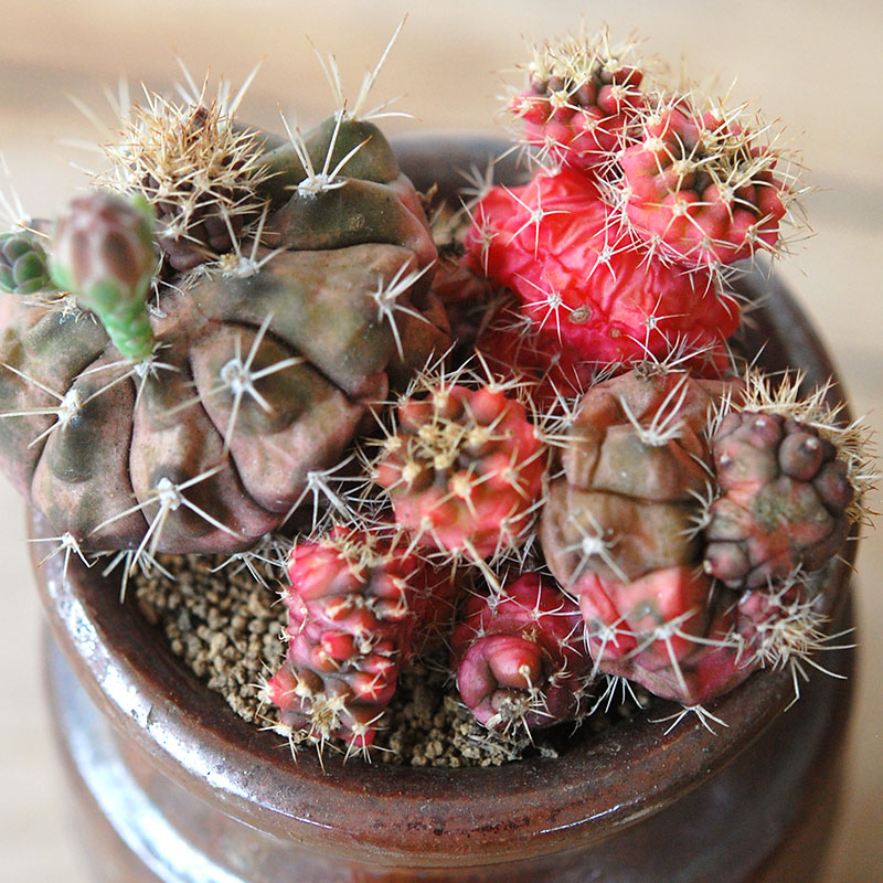 cactus x antique イギリスジャー