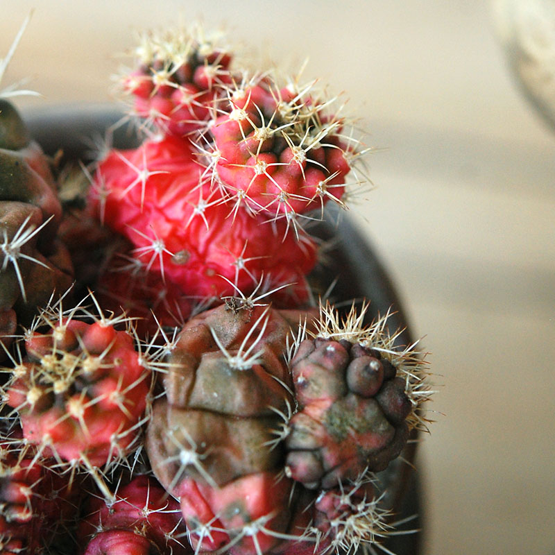 cactus x antique イギリスジャー