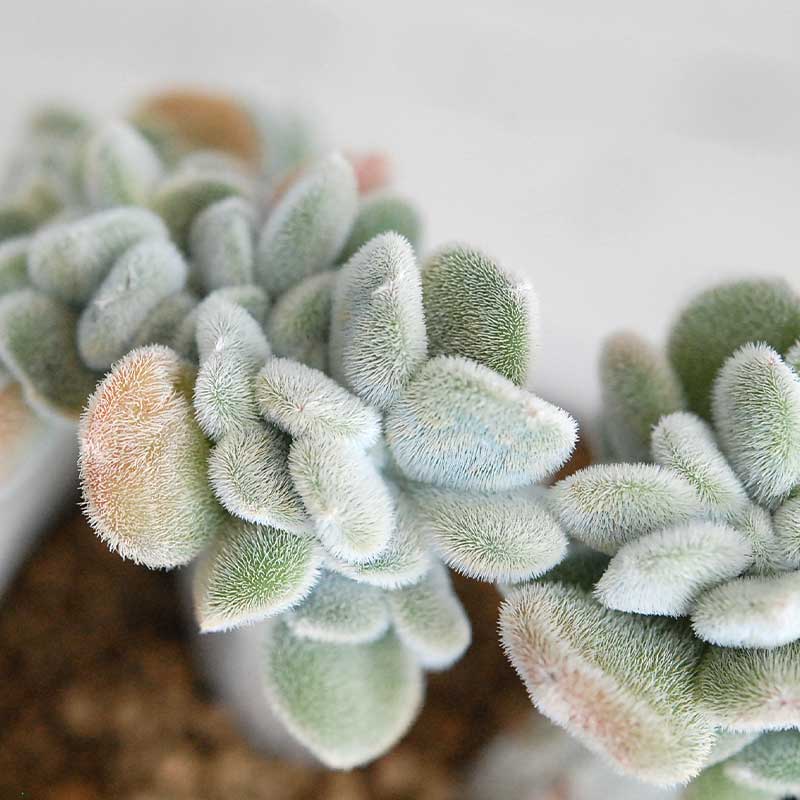 レア多肉植物 多肉植物の専門店 Solxsol ソルバイソル