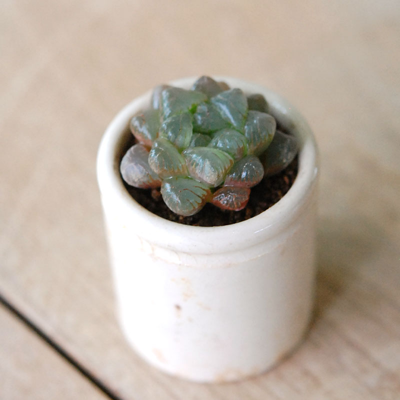 Haworthia 雫石 x antique イギリスジャー