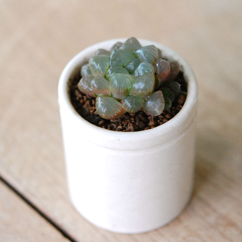 Haworthia 雫石 x antique イギリスジャー