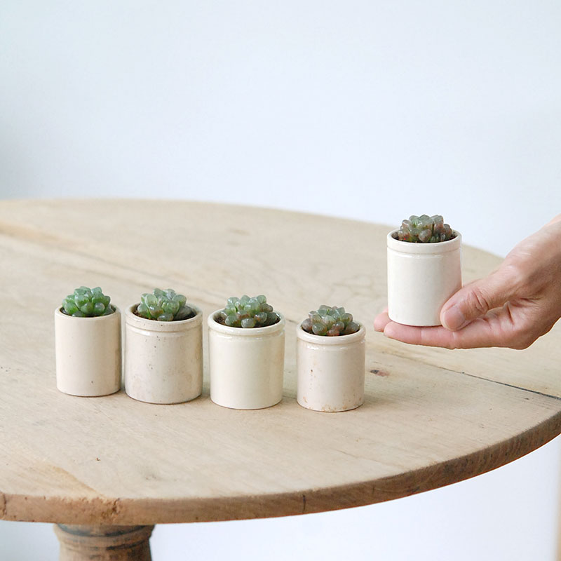 Haworthia 雫石 x antique イギリスジャー