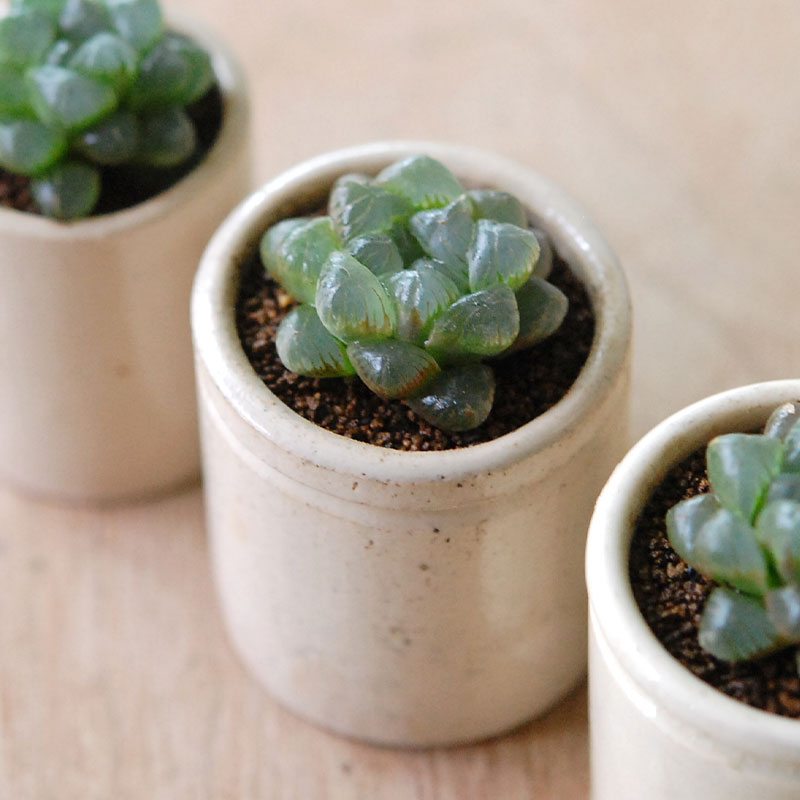 Haworthia 雫石 x antique イギリスジャー