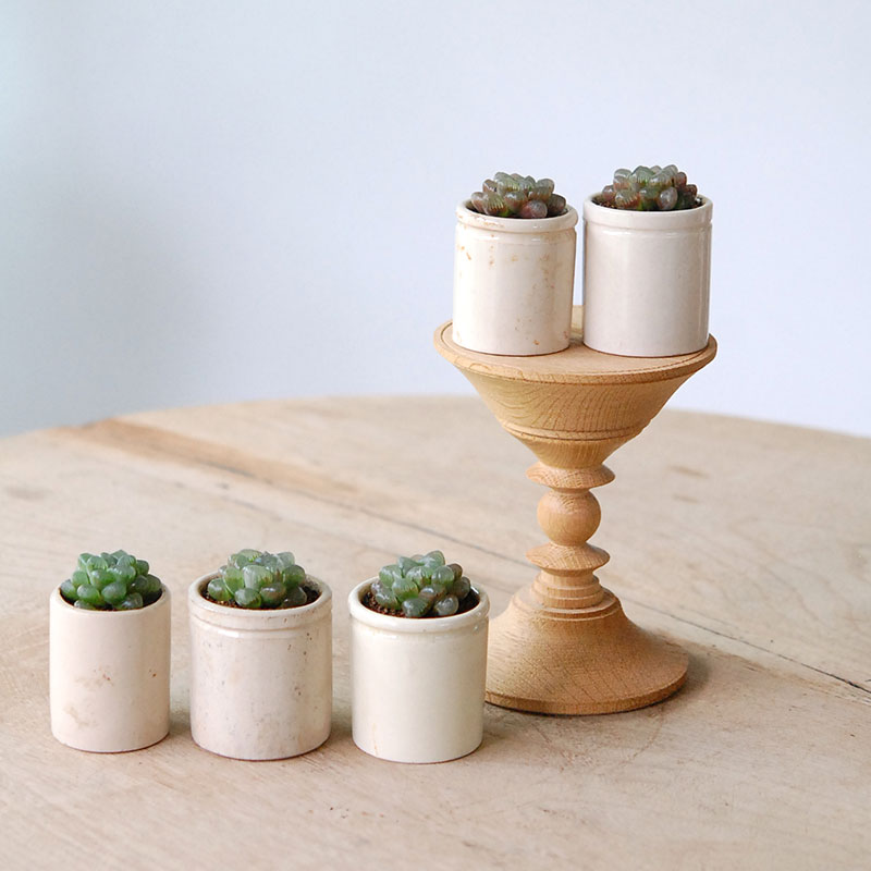 Haworthia 雫石 x antique イギリスジャー