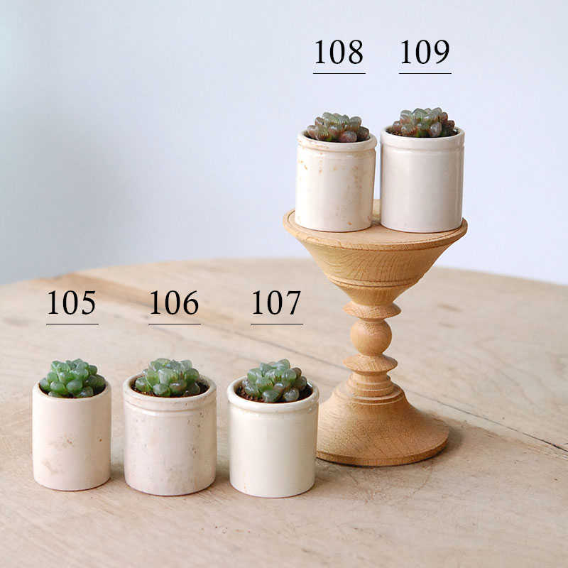 Haworthia 雫石 x antique イギリスジャー