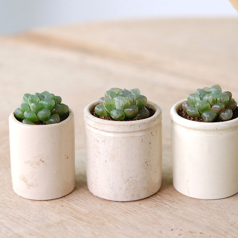 Haworthia 雫石 x antique イギリスジャー